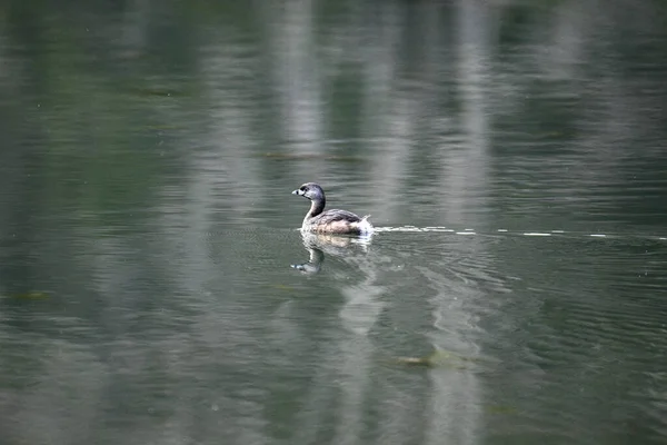 Tiro Close Grebe Pied Billed Nadando Águas Tranquilas — Fotografia de Stock