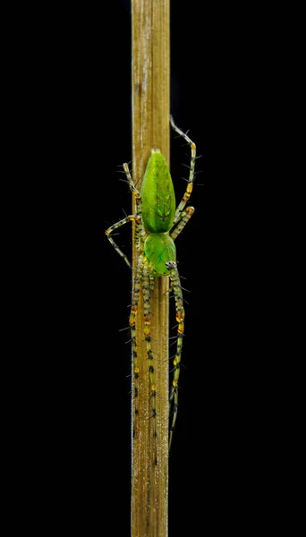 小枝の上の緑のクモの垂直クローズアップショット — ストック写真