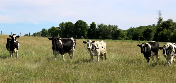 Holstein Dojnice Stojící Jíst Pastevním Poli Zbytkem Stáda Pozadí Slunný — Stock fotografie