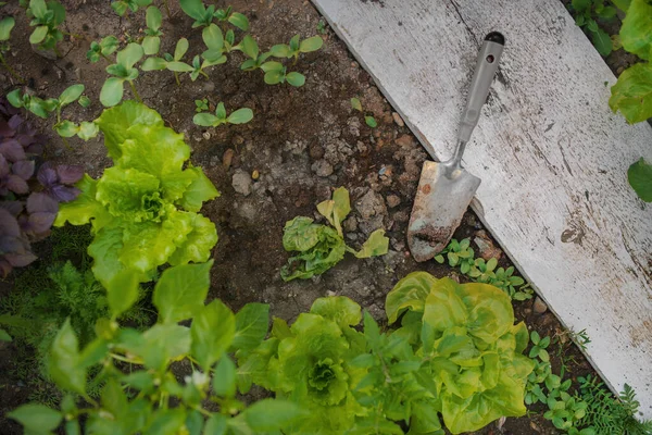 Plana Vista Lay Uma Espátula Jardim Que Jaz Lado Legumes — Fotografia de Stock