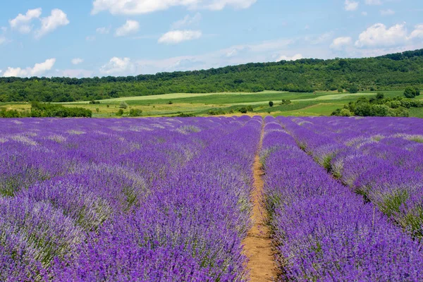 Field Purple Lavender — Stock Photo, Image