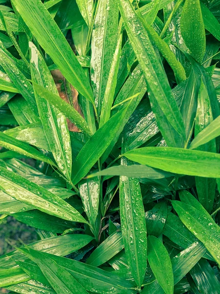 Disparo Vertical Hojas Verdes Con Gotitas Agua Parte Superior — Foto de Stock