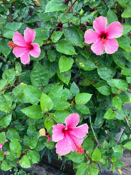 Рожеві Квіти Після Дощу Чан Май Таїланд — стокове фото