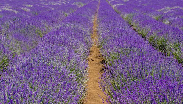 Ein Feld Lila Lavendels — Stockfoto