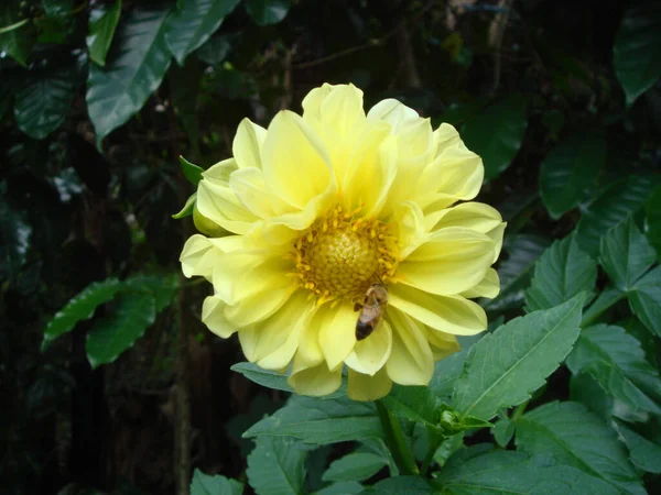 Een Gele Dahlia Met Groene Bladeren Een Bij Erop — Stockfoto