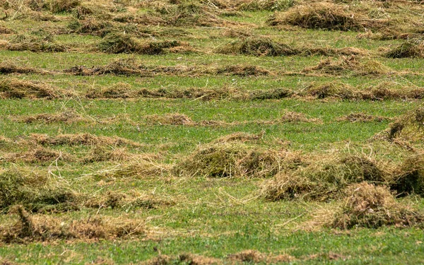 Ковзання Трави Лежить Полі Щоб Висохнути — стокове фото