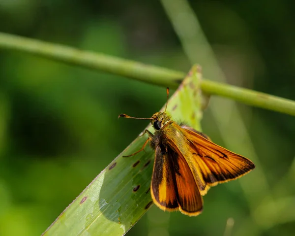 Gros Plan Papillon Sur Des Feuilles Vertes — Photo
