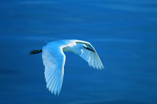 Beyaz Bir Balıkçıl Nehrin Üzerinde Uçarken Seçici Bir Odak Noktası — Stok fotoğraf