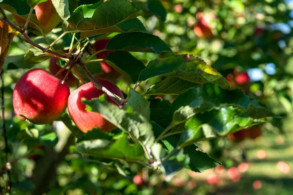Φρέσκα Ώριμα Μήλα Στα Κλαδιά Των Δέντρων — Φωτογραφία Αρχείου