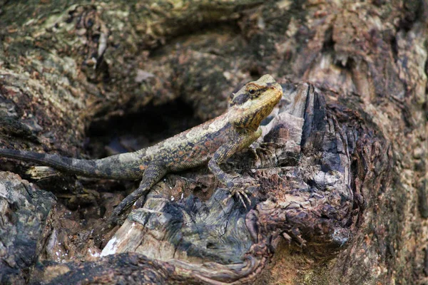 Uno Scatto Selettivo Una Lucertola Selvatica Colorata Una Giungla Asiatica — Foto Stock