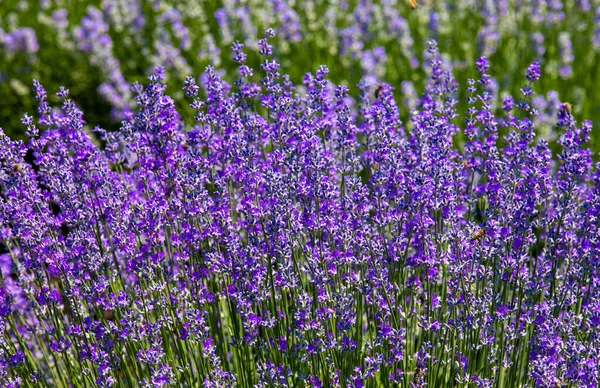 Tiro Close Plantas Lavandula Angustifolia Floridas Foco Seletivo — Fotografia de Stock