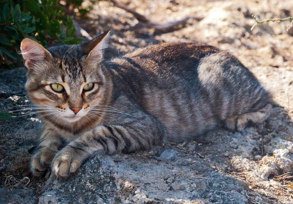 Chat Mignon Couché Sur Terre Avec Regard Colère — Photo