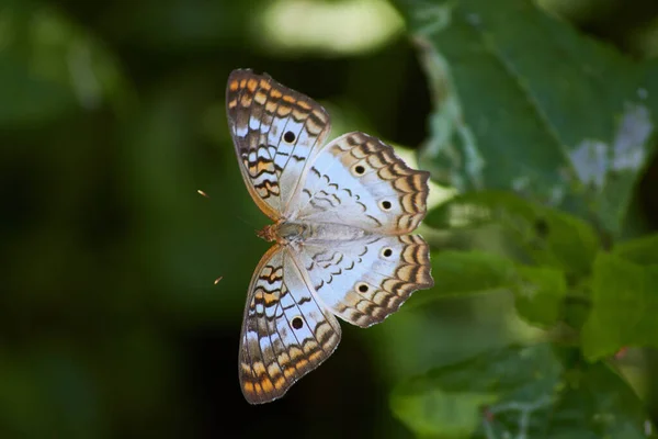 Primer Plano Una Mariposa Sobre Hojas Verdes — Foto de Stock