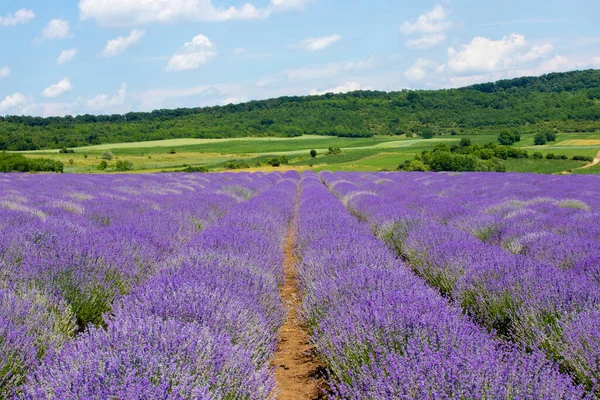 Beautiful Field Blooming Lavender Flowers Sunny Day — Stock Photo, Image