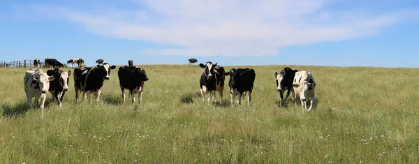 Стадо Молочных Коров Гольштейна Пасущихся Лугу Солнечный Летний День — стоковое фото