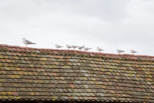 家の屋根の上の白いカモメ — ストック写真