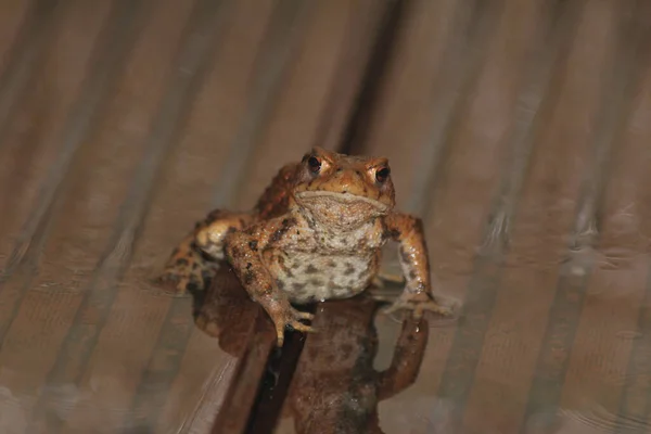 Gros Plan Une Grenouille Sur Plancher Bois — Photo