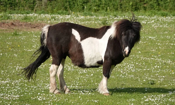 Gros Plan Poney Des Shetland Dans Une Prairie Verte — Photo