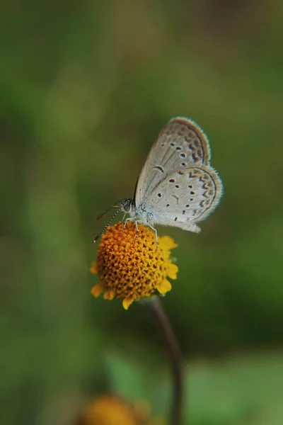 Zbliżenie Ujęcie Srebrzystego Kolczastego Niebieskiego Motyla Gołej Żółtej Głowie Kwiatu — Zdjęcie stockowe
