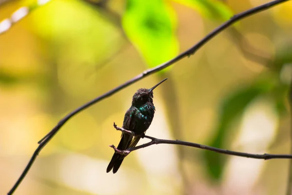 Primer Plano Colibrí Abeja Posado Una Rama — Foto de Stock