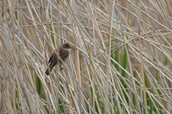 Uma Vista Panorâmica Reed Warbler Empoleirado Uma Cana — Fotografia de Stock