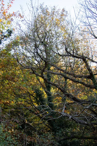 Tiro Vertical Galhos Árvores Secas Uma Floresta — Fotografia de Stock