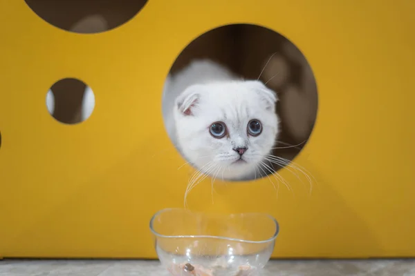 Primer Plano Adorable Gato Blanco Doméstico Mirando Desde Agujero Amarillo —  Fotos de Stock