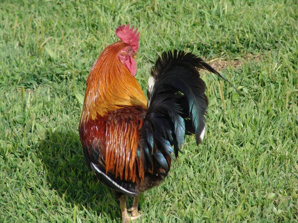 Een Bruine Haan Met Kleurrijke Veren Een Groene Weide — Stockfoto