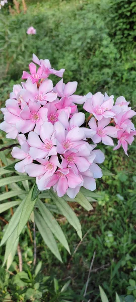 Közelkép Virágzó Rózsaszín Oleander Virágok — Stock Fotó