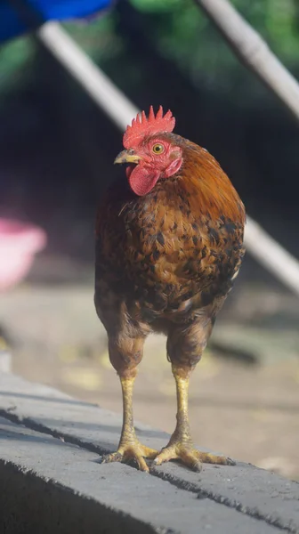 Вертикальный Снимок Тёмно Коричневого Цыпленка Стоящего Снаружи Ярким Солнечным Светом — стоковое фото