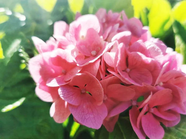 Güzel Parlak Pembe Hortensiya Hydrangea Çiçeklerine Yakın Plan Duvar Kağıtları — Stok fotoğraf