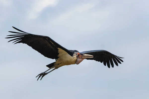 Marabouský Čáp Letící Zamračené Obloze — Stock fotografie
