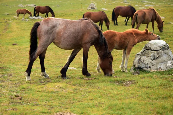Stado Różnej Wielkości Brązowych Białych Koni Jedzących Trawę — Zdjęcie stockowe