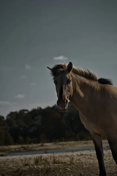 Colpo Verticale Bellissimo Cavallo Beige Campo — Foto Stock