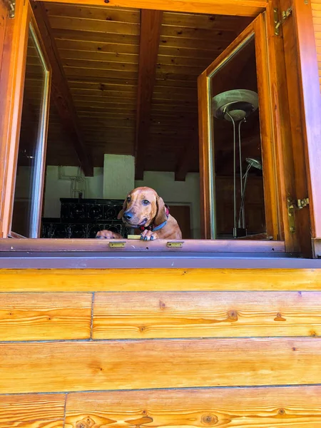 Słodki Brązowy Pies Gończy Drewnianej Chatce — Zdjęcie stockowe