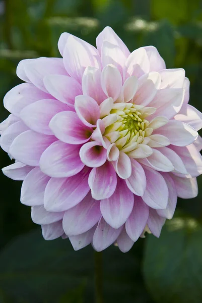 Une Belle Fleur Rose Dahlia Cultivée Printemps — Photo