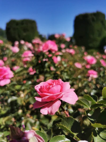 Primo Piano Belle Rose Arbustive Rosa Sfondo Sfocato Campo Fiori — Foto Stock