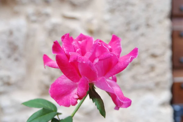 Ett Makro Skott Ljus Rosa Ros Utomhus Dagsljus — Stockfoto