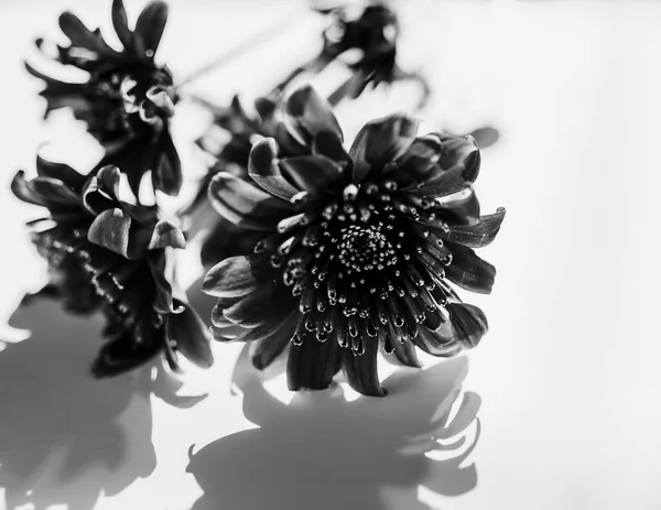 Μια Φωτογραφία Λουλούδια Που Ανθίζουν Ένα Βάζο — Φωτογραφία Αρχείου