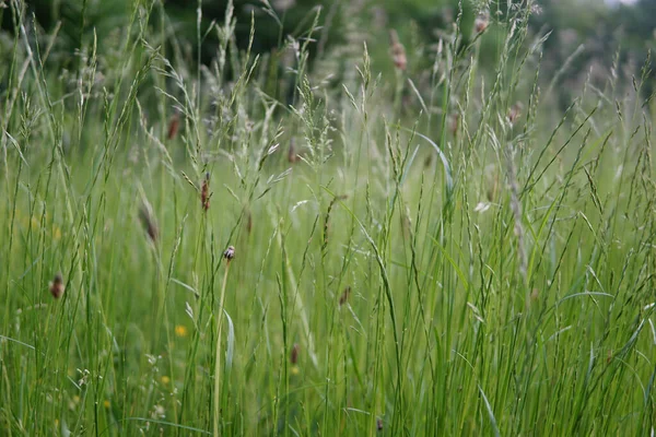 Ein Schuss Frisches Gras Aus Nächster Nähe — Stockfoto
