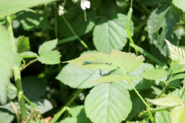 Yeşil Bir Yaprağın Üzerinde Bulanık Bir Arkaplanda Dinlenen Bir Kızböceğinin — Stok fotoğraf