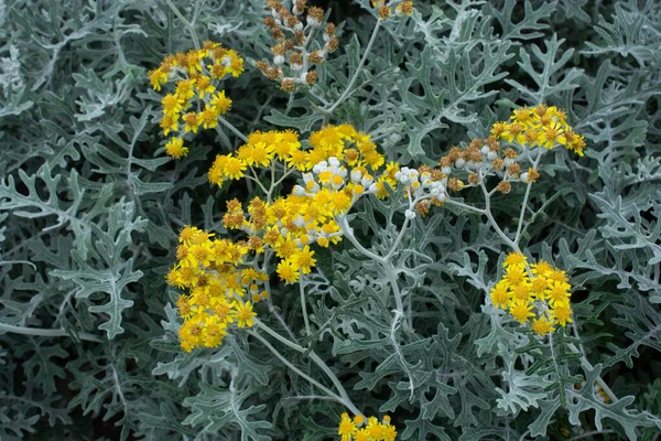 Closeup Shot Yellow Everlasting Flowers — Stock Photo, Image