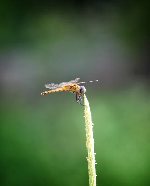 在植物上栖息的蜻蜓的选择性聚焦镜头 — 图库照片