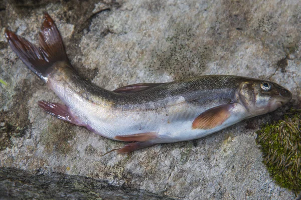 Primo Piano Pesce Morto Una Superficie Rocciosa — Foto Stock