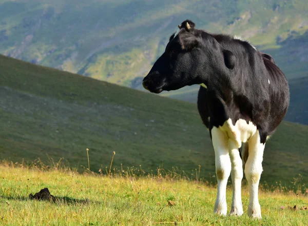 Una Vaca Blanca Negra Mirando Hacia Atrás Una Zona Montañosa — Foto de Stock
