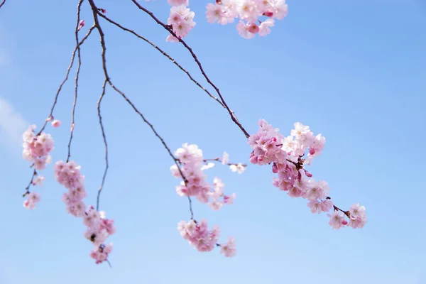 꽃가루 가지의 — 스톡 사진