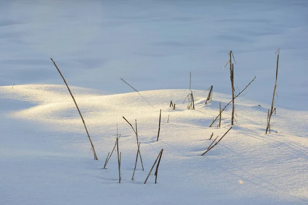 Gros Plan Tiges Sèches Mauvaises Herbes Dans Neige Sous Soleil — Photo