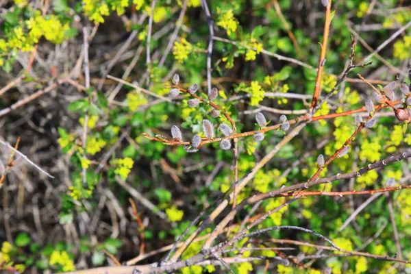 Closeup Shot Pussy Willow Branch — Zdjęcie stockowe