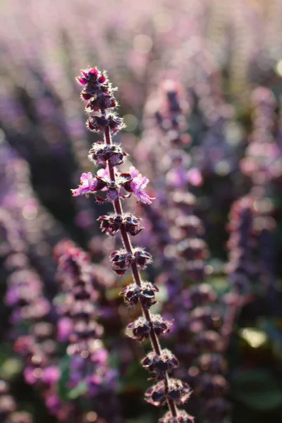 Närbild Ett Närblommat Salvia Fält — Stockfoto