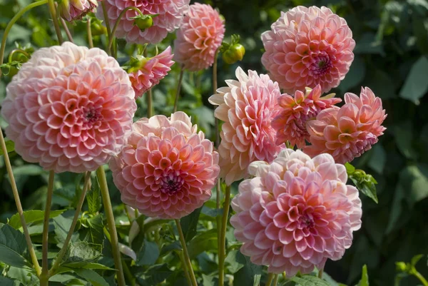 Ett Vackert Fält Rosa Dahlia Blommor Odlas Våren — Stockfoto